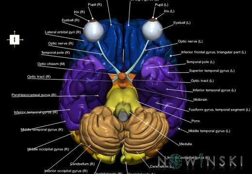 G2.T2-26.V6.C3-2.L1.Brain–Visual system