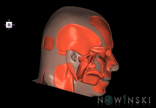 G2.T20.2-24.2.V4.C1.L0.Head muscles left–Skin left