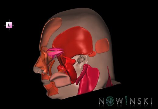 G2T20.3-24.3.HeadMusclesRight-SkinRight