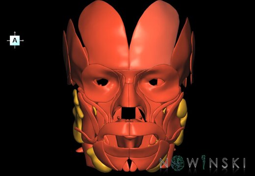 G2.T20.1-21.V1.C1.L0.Head muscles all–Glands