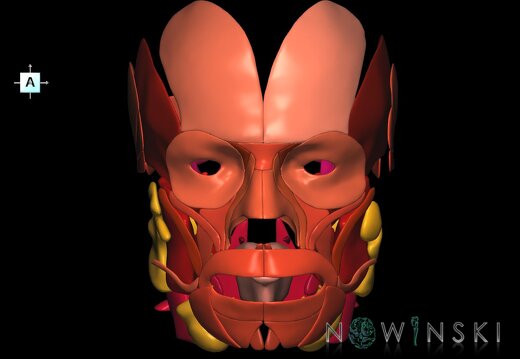 G2.T20.1-21.V1.C2.L0.Head muscles all–Glands