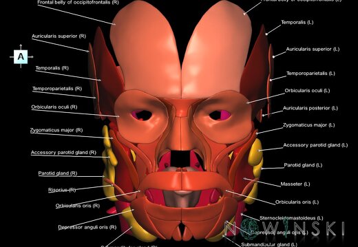 G2.T20.1-21.V1.C2.L1.Head muscles all–Glands