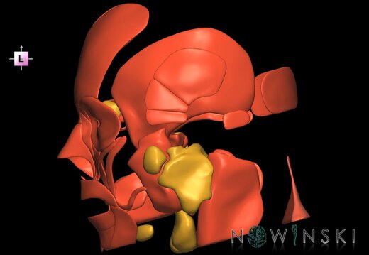 G2.T20.1-21.V2.C1.L0.Head muscles all–Glands