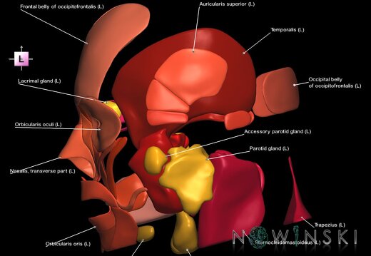 G2.T20.1-21.V2.C2.L1.Head muscles all–Glands
