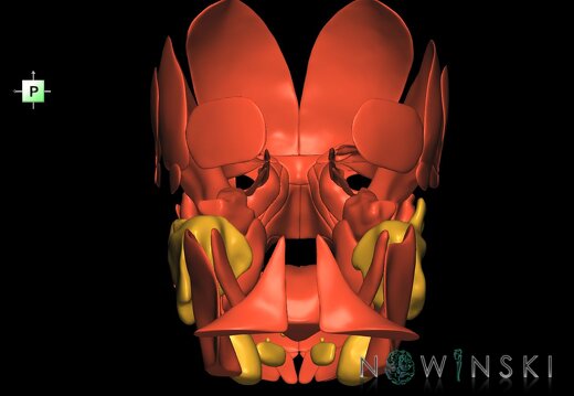 G2.T20.1-21.V3.C1.L0.Head muscles all–Glands