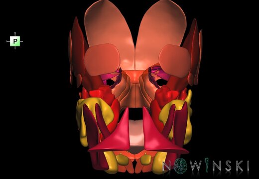 G2.T20.1-21.V3.C2.L0.Head muscles all–Glands