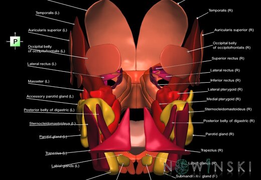 G2.T20.1-21.V3.C2.L1.Head muscles all–Glands