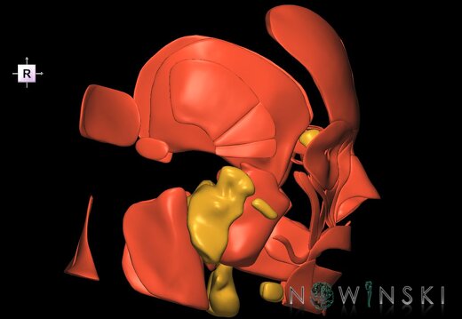 G2.T20.1-21.V4.C1.L0.Head muscles all–Glands