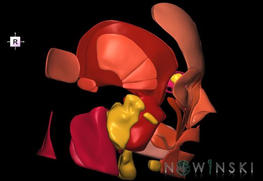 G2.T20.1-21.V4.C2.L0.Head muscles all–Glands