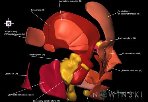 G2.T20.1-21.V4.C2.L1.Head muscles all–Glands