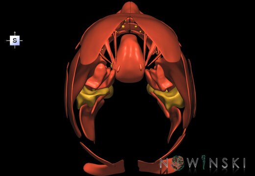G2.T20.1-21.V5.C1.L0.Head muscles all–Glands