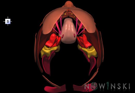 G2.T20.1-21.V5.C2.L0.Head muscles all–Glands