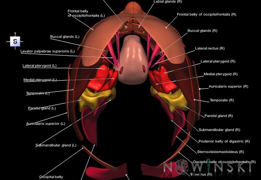 G2.T20.1-21.V5.C2.L1.Head muscles all–Glands