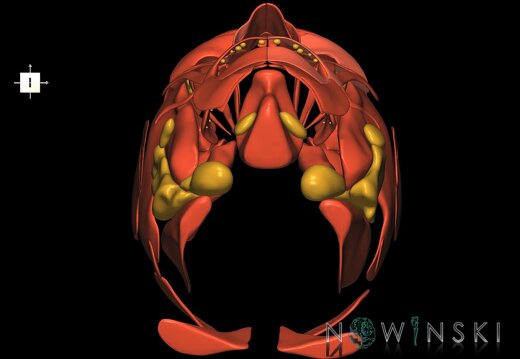 G2.T20.1-21.V6.C1.L0.Head muscles all–Glands