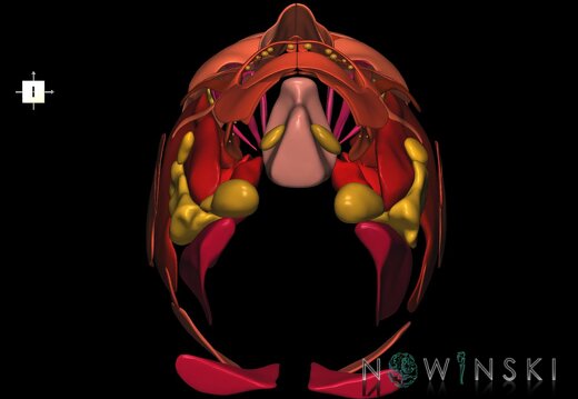 G2.T20.1-21.V6.C2.L0.Head muscles all–Glands