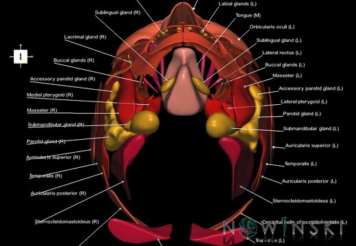 G2.T20.1-21.V6.C2.L1.Head muscles all–Glands