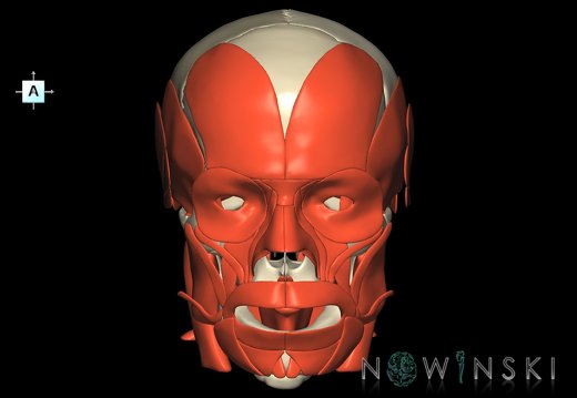 G2.T20.1-22.1.V1.C1.L0.Head muscles all–Skull whole