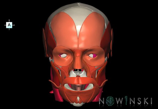 G2.T20.1-22.1.V1.C2.L0.Head muscles all–Skull whole