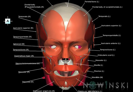 G2.T20.1-22.1.V1.C2.L1.Head muscles all–Skull whole
