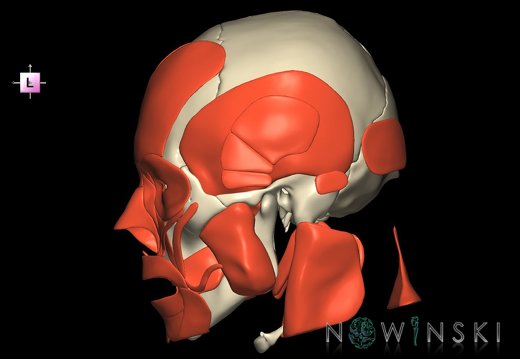 G2.T20.1-22.1.V2.C1.L0.Head muscles all–Skull whole