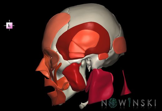 G2.T20.1-22.1.V2.C2.L0.Head muscles all–Skull whole