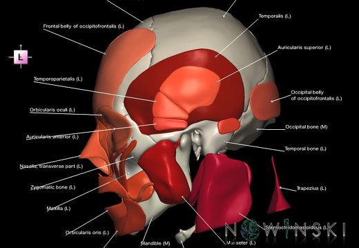 G2.T20.1-22.1.V2.C2.L1.Head muscles all–Skull whole