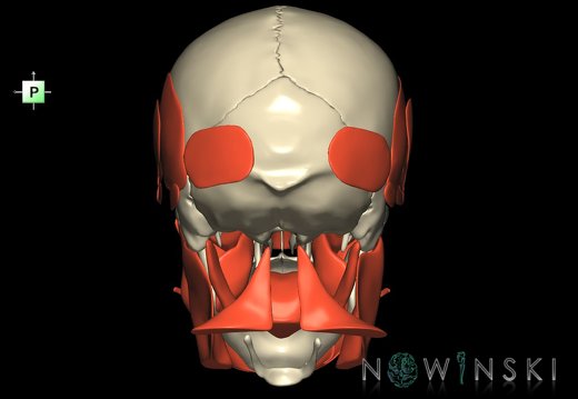 G2T20.1-22.1.HeadMusclesAll-SkullWhole