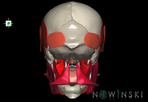 G2.T20.1-22.1.V3.C2.L0.Head muscles all–Skull whole