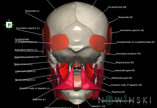 G2.T20.1-22.1.V3.C2.L1.Head muscles all–Skull whole