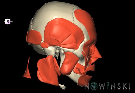 G2.T20.1-22.1.V4.C1.L0.Head muscles all–Skull whole