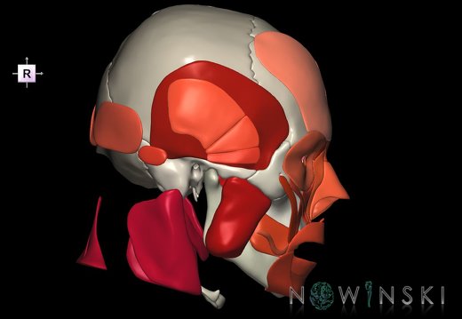 G2.T20.1-22.1.V4.C2.L0.Head muscles all–Skull whole