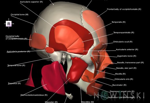 G2.T20.1-22.1.V4.C2.L1.Head muscles all–Skull whole