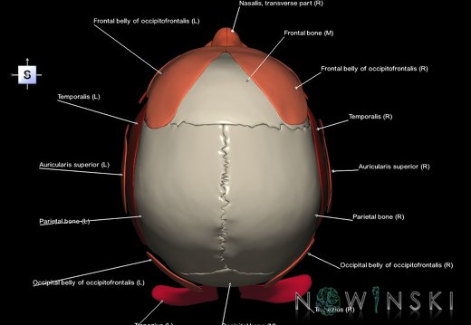 G2.T20.1-22.1.V5.C2.L1.Head muscles all–Skull whole