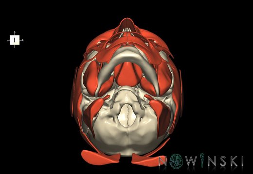G2.T20.1-22.1.V6.C1.L0.Head muscles all–Skull whole