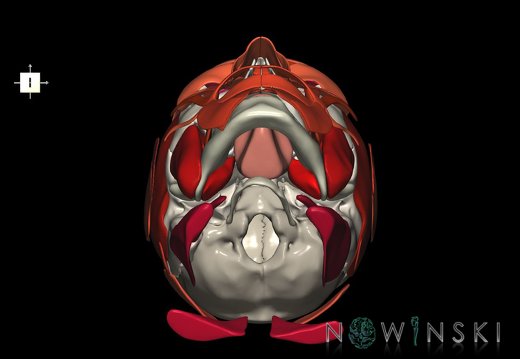 G2.T20.1-22.1.V6.C2.L0.Head muscles all–Skull whole