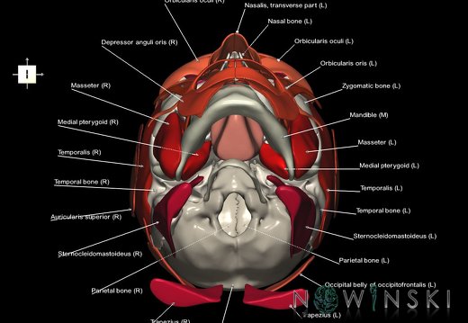 G2.T20.1-22.1.V6.C2.L1.Head muscles all–Skull whole