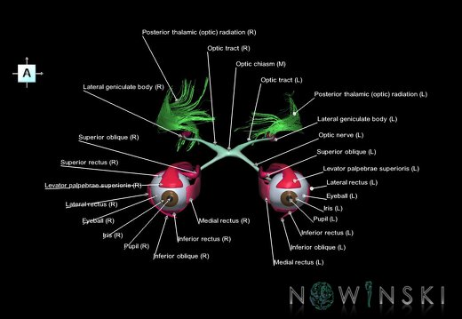 G2.T20.4-26.V1.C2.L1.Extraocular muscles–Visual system