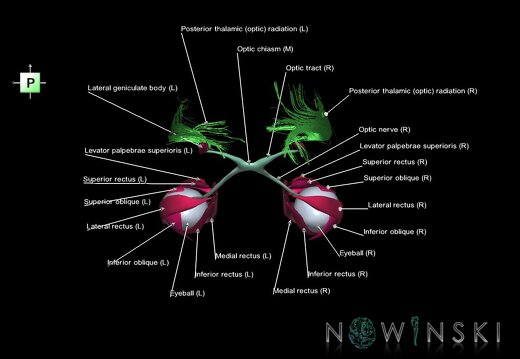 G2.T20.4-26.V3.C2.L1.Extraocular muscles–Visual system