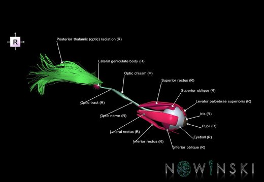 G2.T20.4-26.V4.C2.L1.Extraocular muscles–Visual system