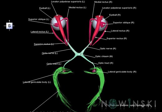 G2.T20.4-26.V5.C2.L1.Extraocular muscles–Visual system