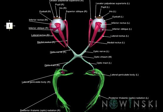 G2.T20.4-26.V6.C2.L1.Extraocular muscles–Visual system