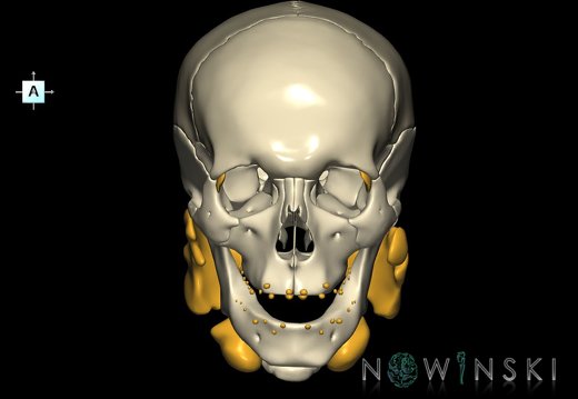 G2.T21-22.1.V1.C1.L0.Glands–Skull whole