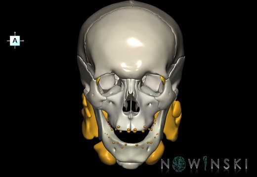 G2.T21-22.1.V1.C2.L0.Glands–Skull whole