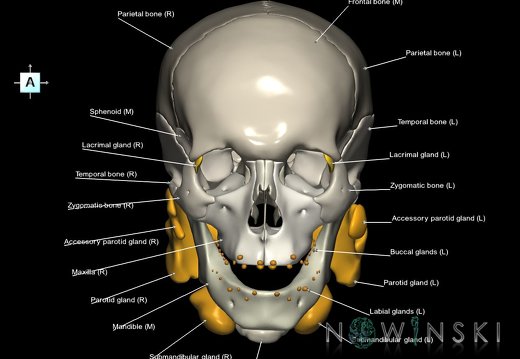 G2.T21-22.1.V1.C2.L1.Glands–Skull whole
