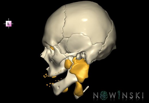 G2.T21-22.1.V2.C1.L0.Glands–Skull whole