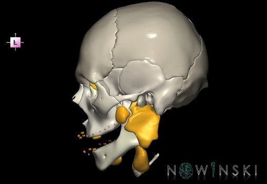 G2.T21-22.1.V2.C2.L0.Glands–Skull whole