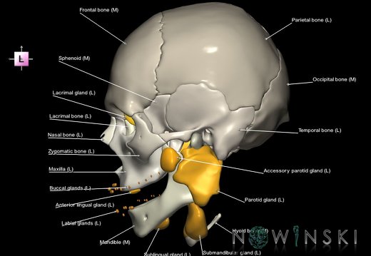 G2T21-22.1.Glands-SkullWhole