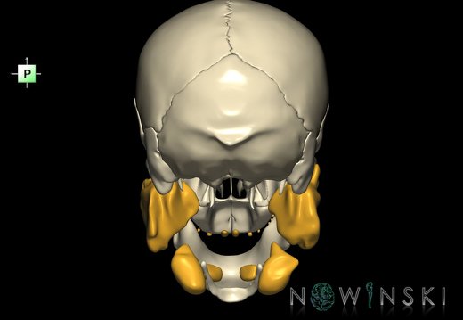 G2.T21-22.1.V3.C1.L0.Glands–Skull whole