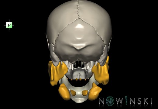 G2.T21-22.1.V3.C2.L0.Glands–Skull whole