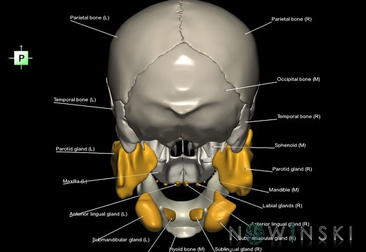 G2.T21-22.1.V3.C2.L1.Glands–Skull whole